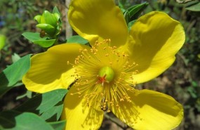ep muestrasflora africana