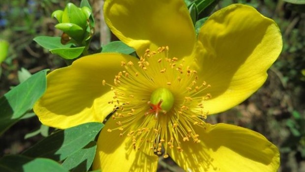 ep muestrasflora africana