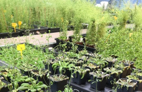 ep plantas en el laboratorio