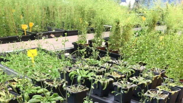 ep plantas en el laboratorio