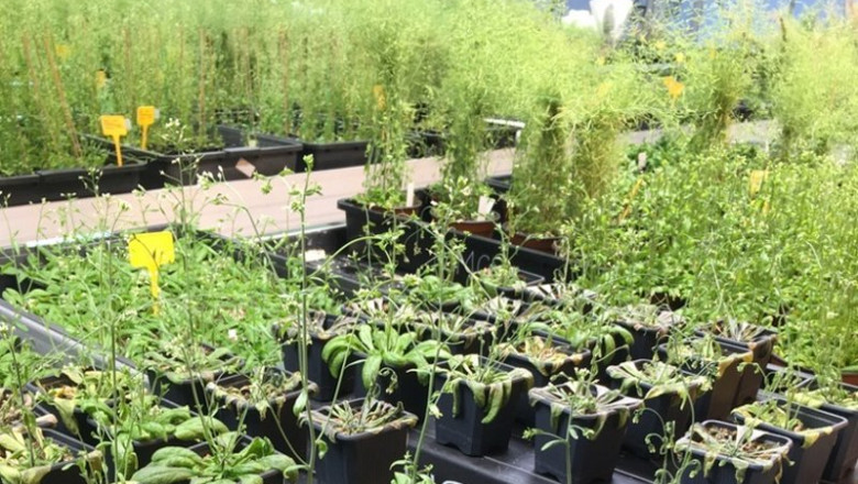 ep plantas en el laboratorio