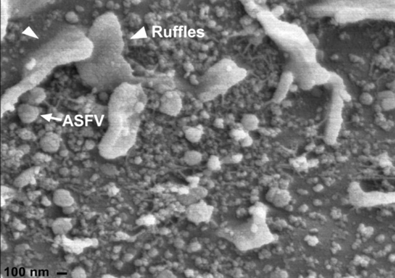 ep virus de la peste porcina africana