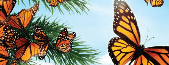 mariposascb3