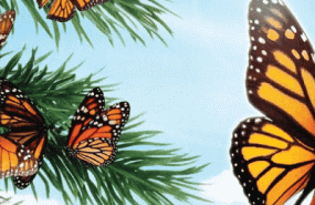 mariposascb3