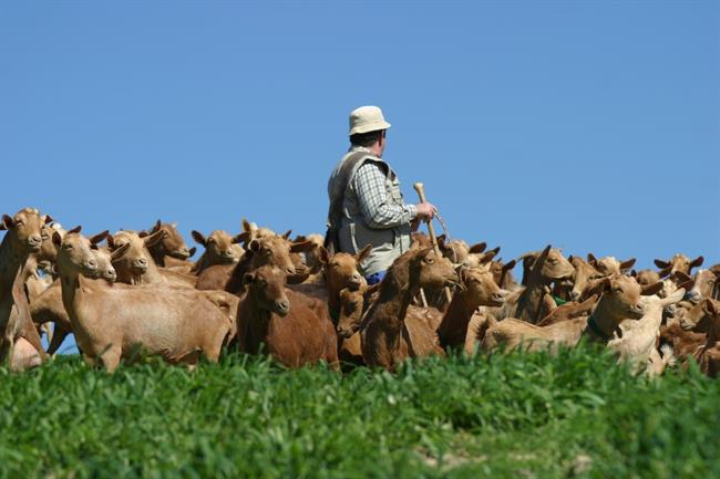 Cabras quesos málaga cabrero ganadero pastan pasto comida denominación origen | EUROPA PRESS/DIPUTACIÓN DE MÁLAGA ep cabras quesos malaga cabrero ganadero pastan pasto comida denominacion origen