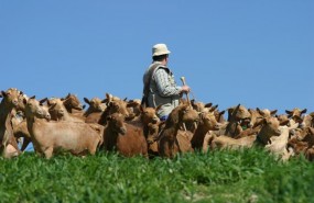 ep cabras quesos malaga cabrero ganadero pastan pasto comida denominacion origen