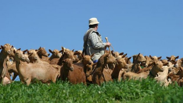 ep cabras quesos malaga cabrero ganadero pastan pasto comida denominacion origen