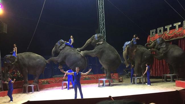 Elefantas del Circo Gottani, que sufrieron un accidente de tráfico en Albacete | PACMA ep elefantascirco gottani que sufrieronaccidentetraficoalbacete
