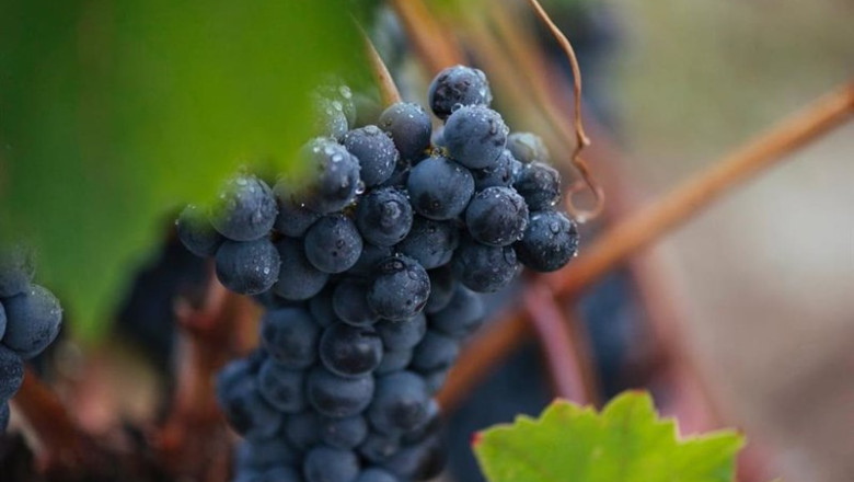ep rioja ultima su vendimia centenaria con una calidad excepcional ep rioja ultima su vendimia centenaria con una calidad excepcional