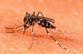 ep un grupo de universitarios colombianos crearon un dispositivo ecologico para eliminar a mosquitos