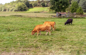 ep vacas pastando en el campo