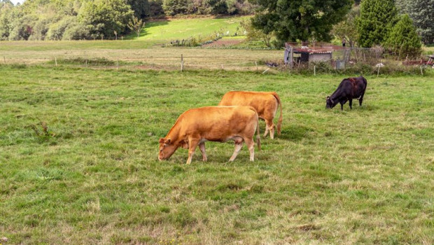 ep vacas pastando en el campo