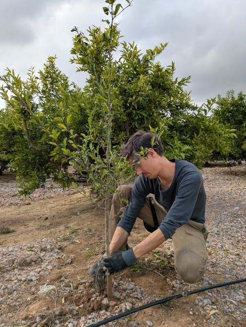 pexels pexels photo 30269149