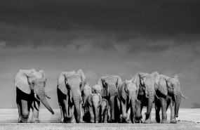 art 64124 04 1 art 64124 04 1