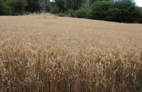 ep archivo   campo de cereales trigo cultivos rural