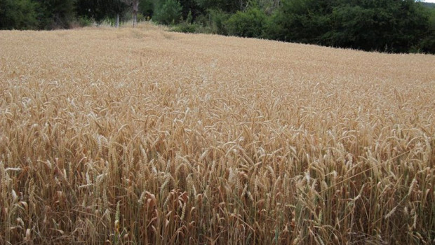 ep archivo   campo de cereales trigo cultivos rural