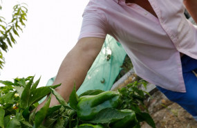ep archivo   un agricultor cultiva pimientos en una huerta 20211103112504
