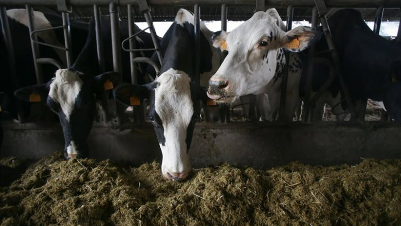 ep archivo   varias vacas en una ganaderia