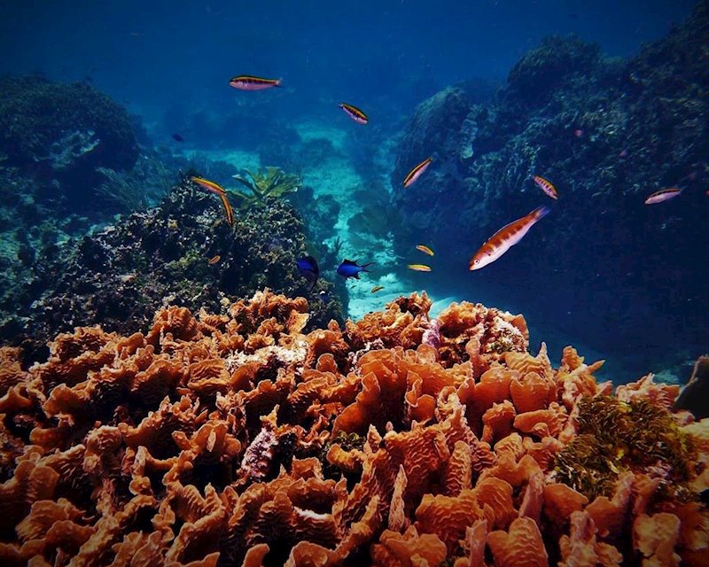 ep arrecife de coral en roatan honduras