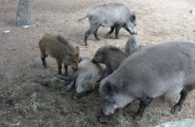 ep grupo de jabalies