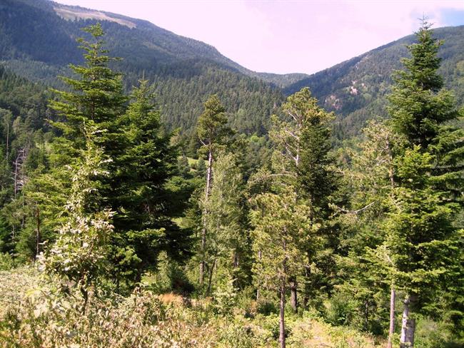 La riqueza genética de abetos del Pirineo mejora respuesta al cambio climático | EUROPA PRESS/FUNDACIÓN DESCUBRE ep la riqueza geneticaabetospirineo mejora respuestacambio climatico