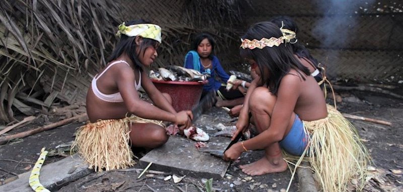 Niñas indígenas de Brasil cortando pescado | CIMI ep ninas indigenas de brasil cortando pescado