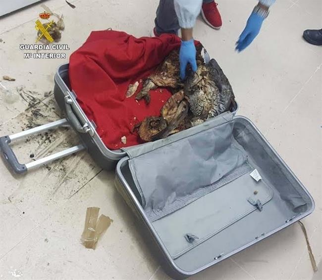 Pescado hallado en maletas en el ferry a Islas Canarias. | EUROPA PRESS/GUARDIA CIVIL ep pescado halladomaletasferryislas canarias