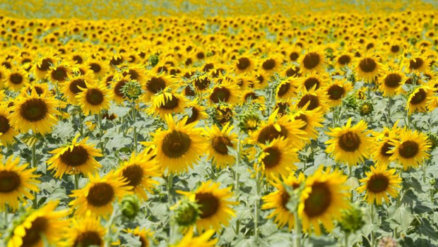 ep archivo   imagenes de un campo de girasoles