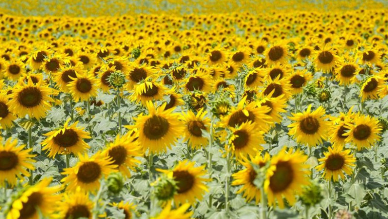 ep archivo imagenes de un campo de girasoles ep archivo imagenes de un campo de girasoles