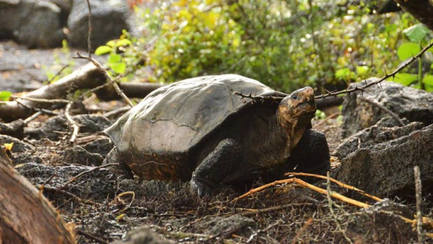 ep archivo   parque nacional galapagos