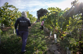 ep archivo   trabajadores durante la vendimia