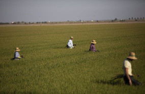 ep archivo   un grupo de jornaleros durante su labor escardar arroz en un arrozal en isla mayor
