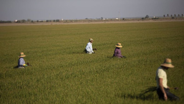 ep archivo   un grupo de jornaleros durante su labor escardar arroz en un arrozal en isla mayor