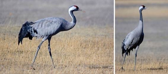 ep dos ejemplares de grulla comun grus grus ep dos ejemplares de grulla comun grus grus