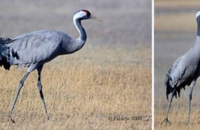ep dos ejemplares de grulla comun grus grus