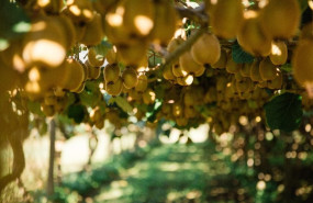 ep plantacion de kiwis