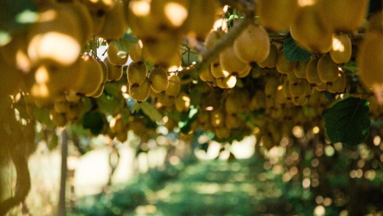 ep plantacion de kiwis ep plantacion de kiwis