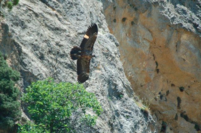 ep quebrantahuesoslibertad