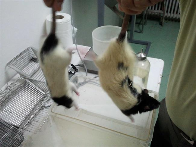 Ratas de laboratorio | EUROPA PRESS/UGR - Archivo ep rataslaboratorio