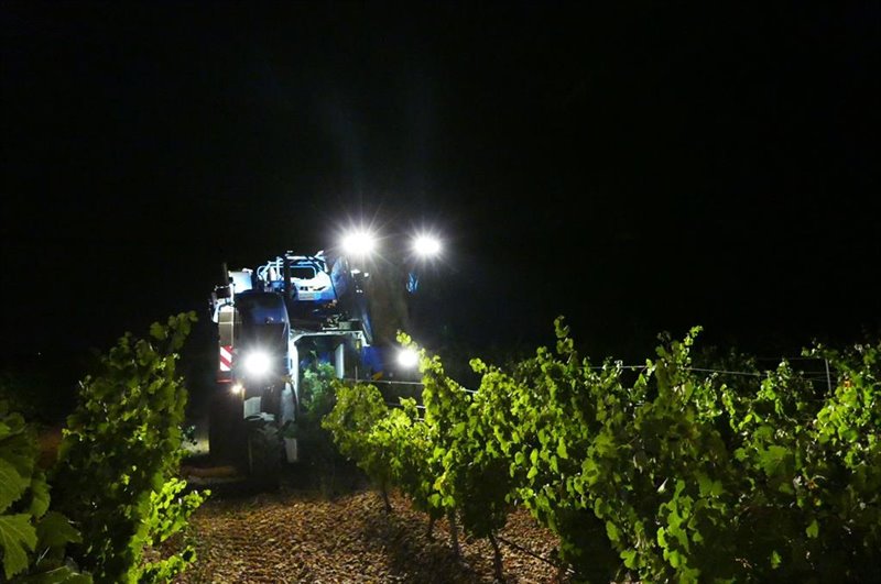 ep vendimia nocturna en la do rueda