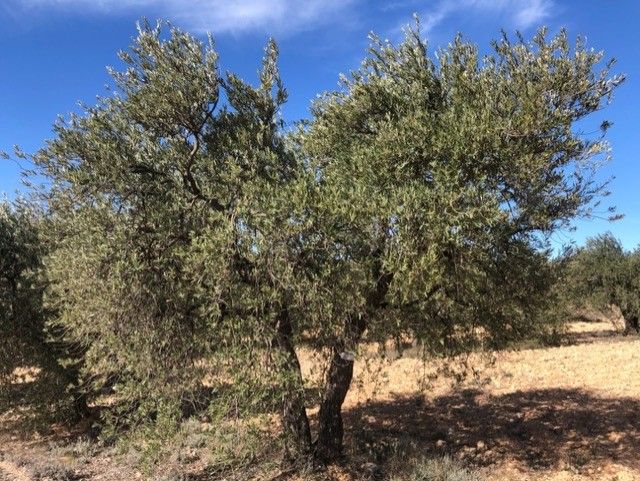 olivo olivo