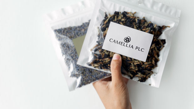 dl camellia plc aim agriculture holding company tea nuts macadamia production logo