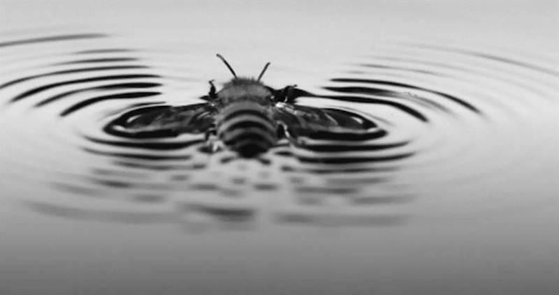 ep abeja moviendose con sus alas por el agua ep abeja moviendose con sus alas por el agua