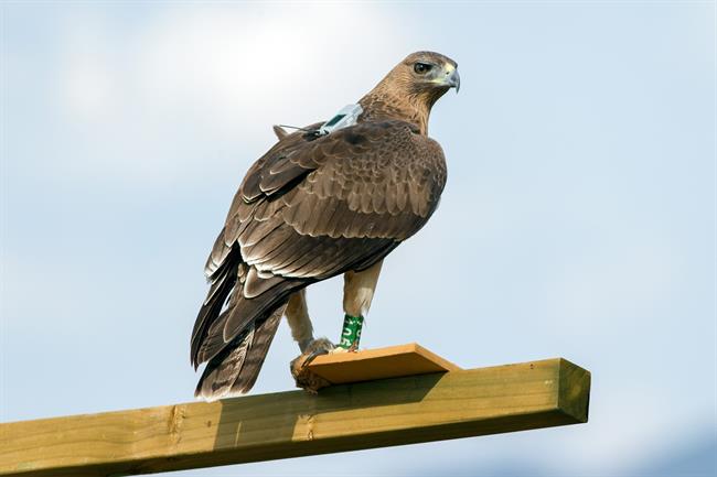 ep aguila perdicera