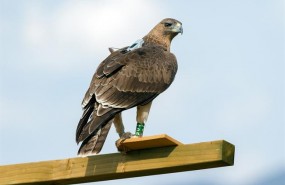 ep aguila perdicera