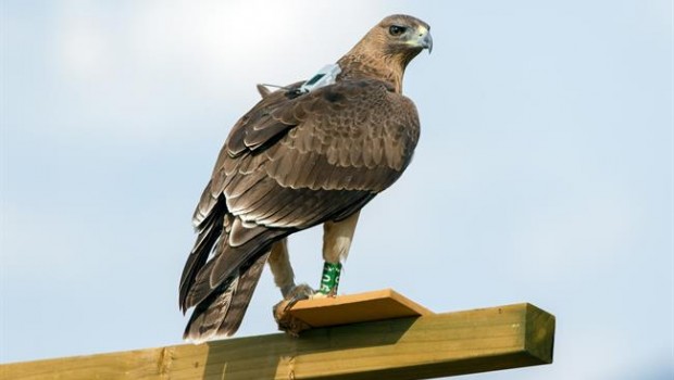 ep aguila perdicera