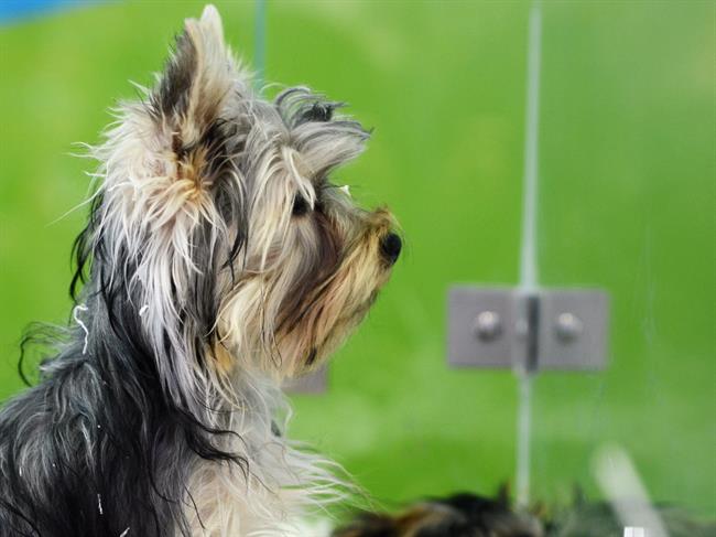 ep animal animales perro perros cachorro cachorros perra perras 20180731120803