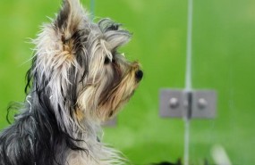 ep animal animales perro perros cachorro cachorros perra perras 20180731120803