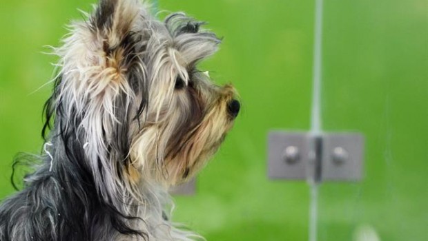 ep animal animales perro perros cachorro cachorros perra perras 20180731120803