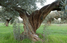 ep archivo   olivar tradicional 20251010132403